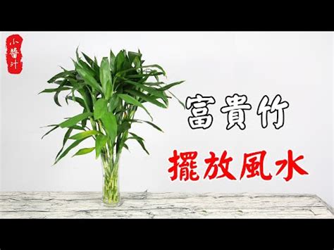 富貴子風水|開運富貴竹風水指南：如何選擇數量？避免這6個禁忌，提升家庭。